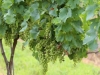 Harvest Ridge grows more than ten varieties of grapes in its vineyard. Harvest Ridge grows more than ten varieties of grapes in its vineyard.