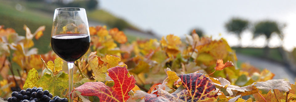 Wines Made By Wine Lovers