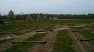 1vineyard 4-18